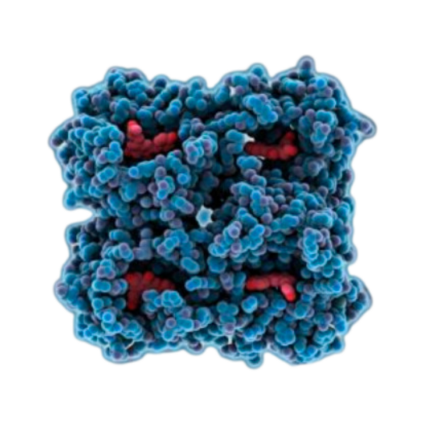 mCherry mRNA |Vernal Biosciences